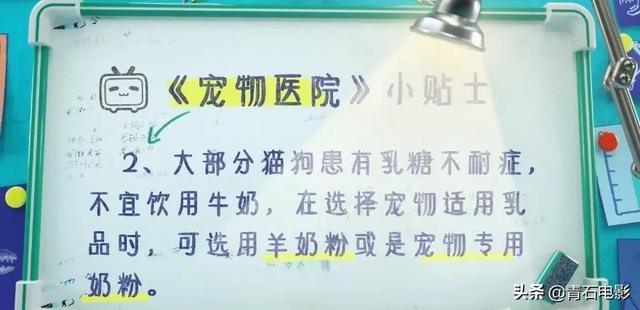 首播8.4分！国内首档宠物医疗观察真人秀，暖心又治愈