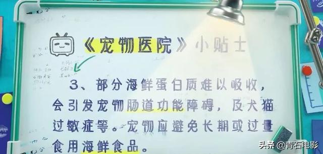 首播8.4分！国内首档宠物医疗观察真人秀，暖心又治愈