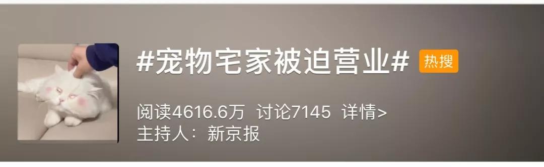 宠物在家被迫营业？它们的时髦程度你一定想不到