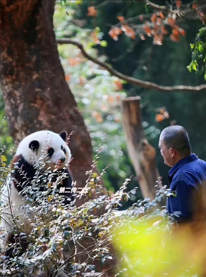 耀客文化联手治愈“顶流”，电视剧《大熊猫》备案通过