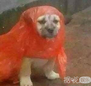 爱豆迷上空降粉丝聊天群，但一言不合就被踢是什么情况？
