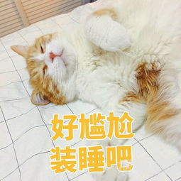 爱情公寓怎么可能抄袭呢?它是直接汉化啊! 爱情公寓怎么可能抄袭呢?它是直接汉化啊!