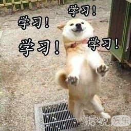 爱情公寓怎么可能抄袭呢?它是直接汉化啊! 爱情公寓怎么可能抄袭呢?它是直接汉化啊!