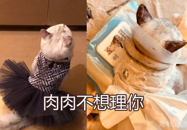 遇到会做菜的男生立马就嫁？陈瑶你的吃货本性暴露啦