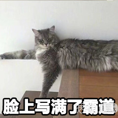 万万没想到我看个催泪节目，却笑出了猪叫