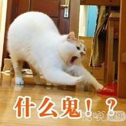 火箭少女还没发射就解体,中国第一女团就是个笑话? 火箭少女还没发射就解体,中国第一女团就是个笑话?