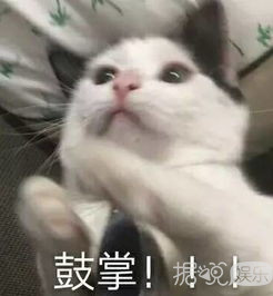 喂猪、养大象、开挖掘机？这些爱豆出道前太接地气了吧