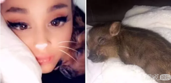 井柏然，你养猪前一定没和罗志祥交流经验吧？