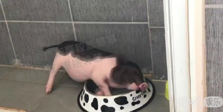 井柏然，你养猪前一定没和罗志祥交流经验吧？