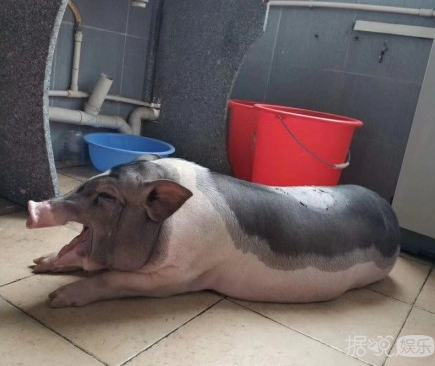 井柏然，你养猪前一定没和罗志祥交流经验吧？