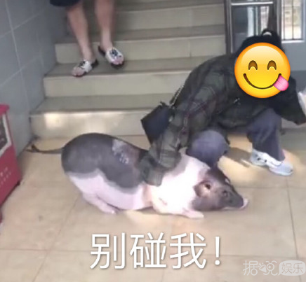 井柏然，你养猪前一定没和罗志祥交流经验吧？