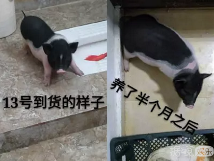 井柏然，你养猪前一定没和罗志祥交流经验吧？