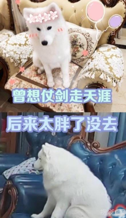 粉丝常常因为不够沙雕，而与这些明星格格不入……